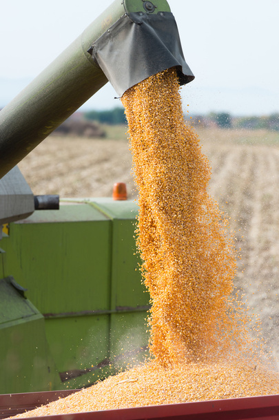 corn harvest - Foto, Bild