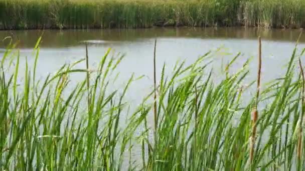 Des fourrés de roseaux sur fond d'eau de lac ou d'étang. Roseau brun épais avec des feuilles sur fond d'eau calme et de rivage vert en Thaïlande. Concept de conservation de la nature, loisirs et pêche. - Séquence, vidéo