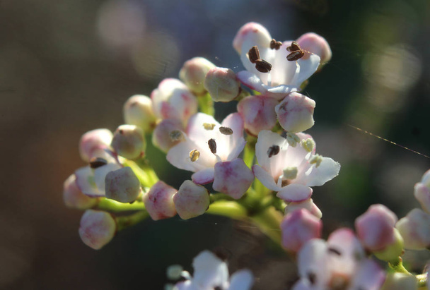 Macro immagine dei bellissimi fiori bianchi primaverili di Viburnum tinus 'Eve Price', retroilluminati dal sole del mattino presto, in un ambiente naturale all'aperto
. - Foto, immagini