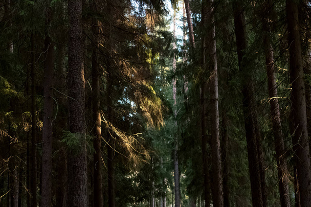 Alberi verdi nella foresta autunnale primo piano
 - Foto, immagini