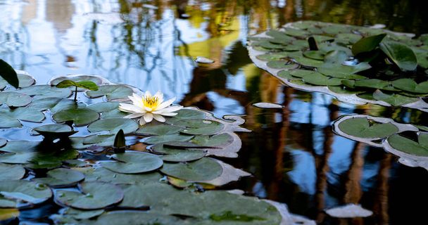 Біла водяна лілія на спокійному озері
 - Фото, зображення