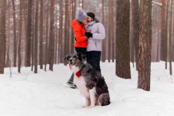 határ collie kutya ül a téli erdőben a háttérben - Fotó, kép