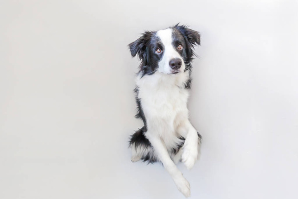 Legrační studio portrét smilling roztomilé štěně psa border kolie izolovaných na bílém pozadí. Nové krásné člen rodiny malého psíka, dívám se a čekání na odměna. Domácí péče a zvířata koncept. - Fotografie, Obrázek