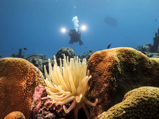 Seascape of coral reef in the Caribbean Sea around Curacao with Sea Anemone and diver - 写真・画像