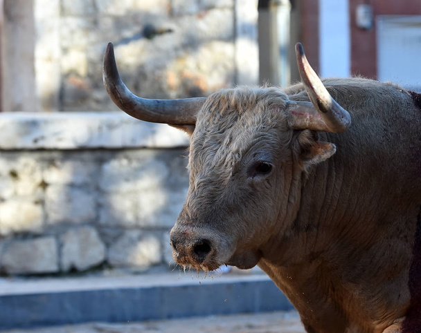 taureau puissant espagnol avec de grandes cornes
 - Photo, image