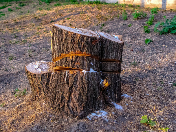 El tocón permaneció del árbol aserrado
 - Foto, imagen