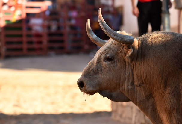 hiszpański potężny byk z dużymi rogami - Zdjęcie, obraz