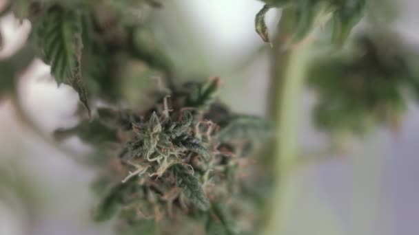 Le germe de marijuana femelle en fleurs se développe dans le vent sur fond de salle de bal. macro
 - Séquence, vidéo