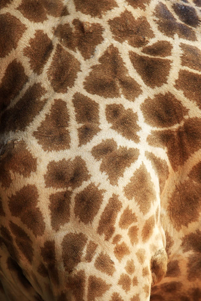 Gros plan sur la fourrure de girafe
 - Photo, image