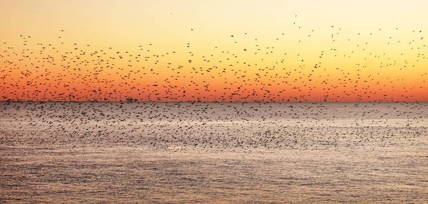 ψαρόνια μουρμουρίζουν το ηλιοβασίλεμα πάνω από τη θάλασσα - Φωτογραφία, εικόνα