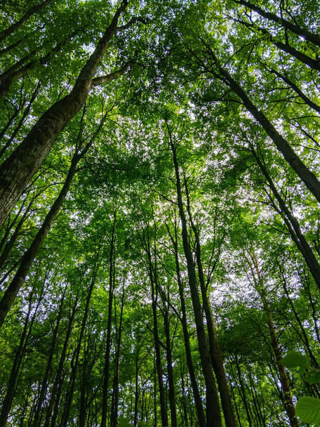 madrugada en un bosque de verano, sol
 - Foto, imagen