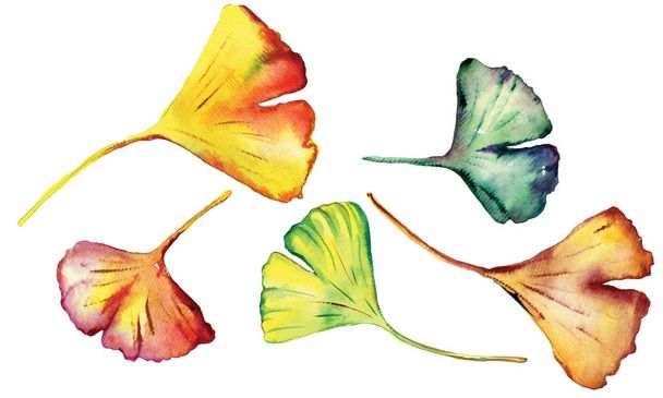 Watercolor set of  beautiful Ginkgo Biloba leaves. - 写真・画像