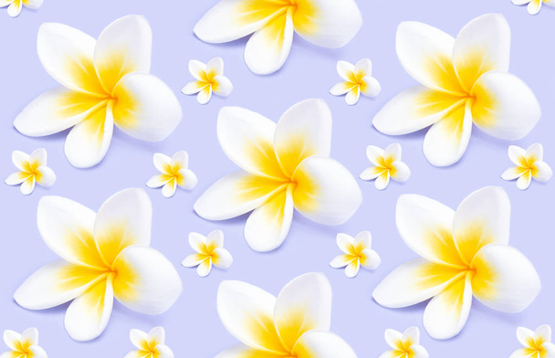 Creatief patroon van mooie witte bloemen frangipani plumeria alba op violette achtergrond. - Foto, afbeelding