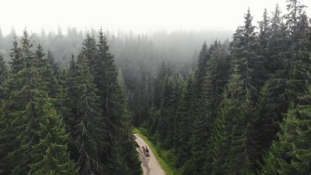 Nebbia sulla foresta al mattino
. - Filmati, video