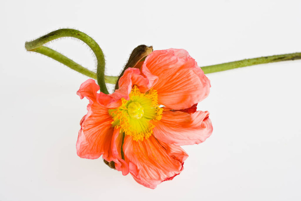 close-up view of beautiful wild poppy flowers - Foto, Imagem