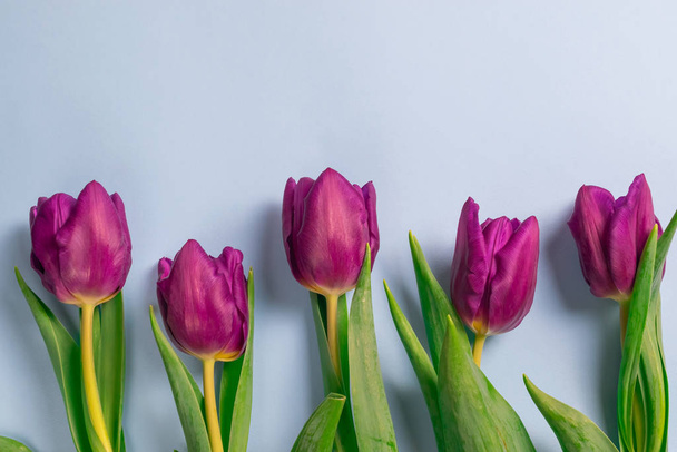 Krásné čerstvé fialové tulipány kytice na modrém pozadí. Stropní byt ležel s kopírovacím prostorem pro text - Fotografie, Obrázek