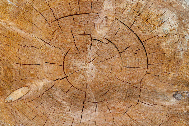 Tree rings old wood texture background, Cross section annual ring - Valokuva, kuva