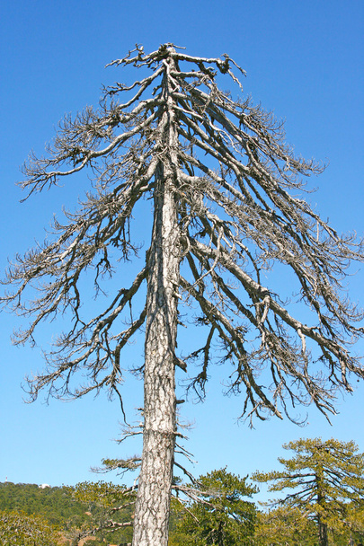 Trockener Baum - Foto, Bild