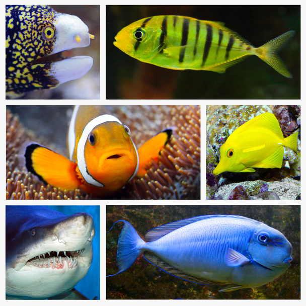 海洋生物のコラージュ - 写真・画像