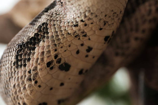 Closeup view of brown boa constrictor. Exotic snake - Fotoğraf, Görsel