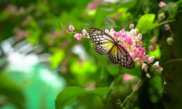 Papillon Tigre Verrier Jaune dans un beau jardin avec fl rose
 - Photo, image