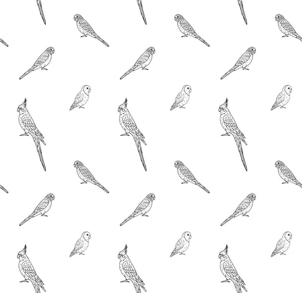 Vector seamless pattern of hand drawn doodle sketch different parrots isolated on white background - Вектор,изображение