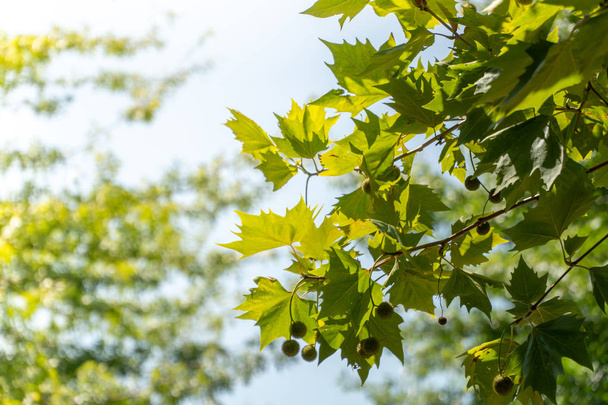 Όμορφη πράσινη φύλλα κατά του ουρανού κατά τη γέννηση Ηλιόλουστη μέρα, επιλεκτική εστίαση - Φωτογραφία, εικόνα