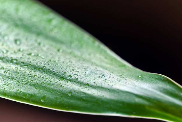 bamboo - leaves with water drops - Φωτογραφία, εικόνα