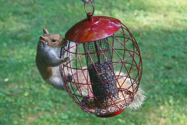 ein Eichhörnchen versucht, Samen von einem metallenen Vogelfutterautomaten zu stehlen - Foto, Bild