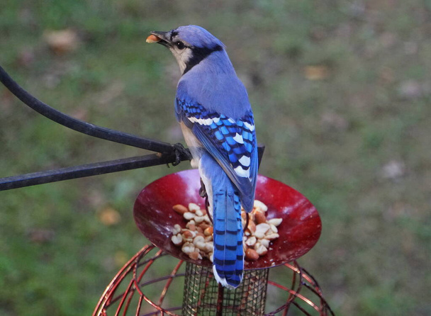 Egy gyönyörű kék Jay mogyorót eszik egy madáretetőből. - Fotó, kép