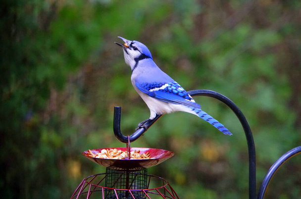 Прекрасний синій Джей їсть арахіс з пташиного корму. - Фото, зображення