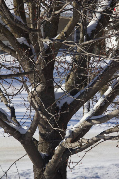 Close up tekstury widok gołego drzewa liściastego lekko oblodzone śniegiem w słoneczny zimowy dzień - Zdjęcie, obraz