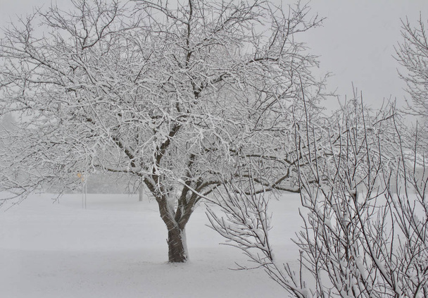 Landscape texture view of a bare crab apple tree covered with snow following a winter blizzard - Photo, Image