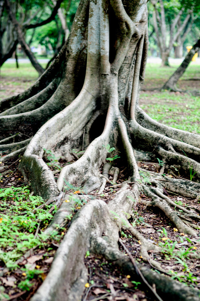Árbol de raíces en el parque
 - Foto, Imagen