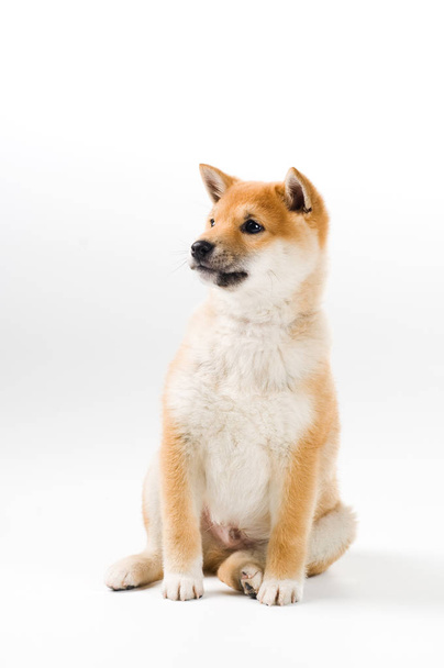Portrait of a cute dog  - Valokuva, kuva