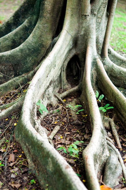Roots tree in park - Фото, изображение