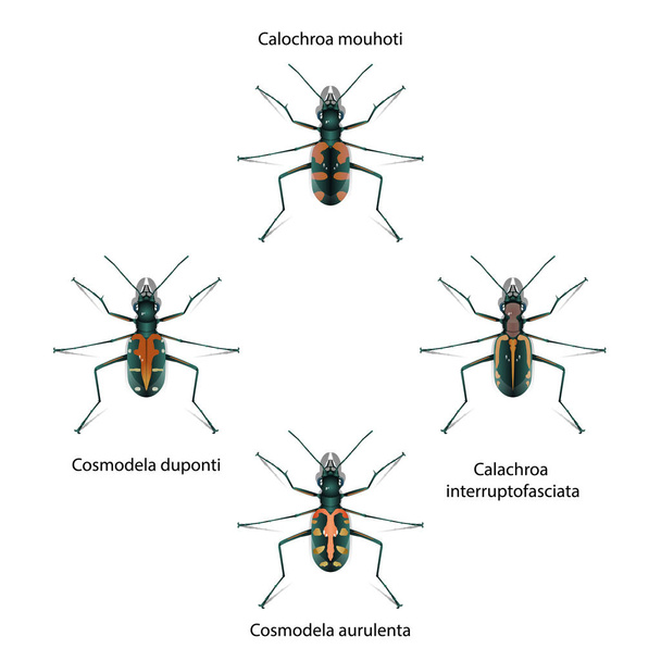 Cosmodela duponti bug vektori valkoisella taustalla koulutukseen, maatalouteen, tieteeseen ja graafiseen suunnitteluun
. - Vektori, kuva
