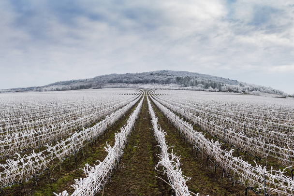 Piękny zimowy mroźny krajobraz winnicy - Zdjęcie, obraz