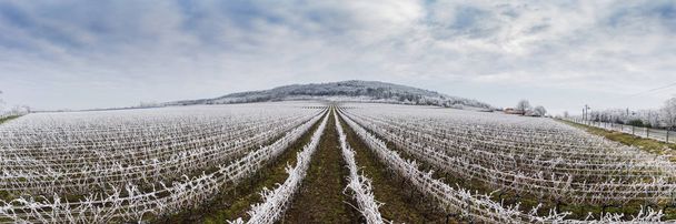 Piękny zimowy mroźny krajobraz winnicy - Zdjęcie, obraz