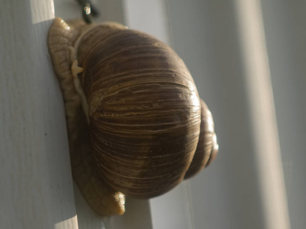 very large snail crawling on a fence, Russia - Fotoğraf, Görsel