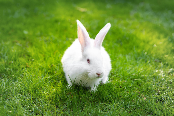 Roztomilý rozkošný bílý chlupatý králík sedící na zeleném trávníku na dvorku. Malý sladký králíček kráčí po louce v zelené zahradě za jasného slunečného dne. Velikonoční příroda a zvířecí pozadí bokeh - Fotografie, Obrázek