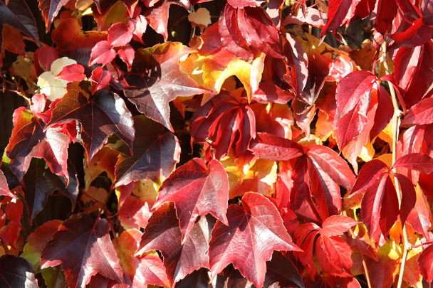 liście z wiśni kolory - Zdjęcie, obraz