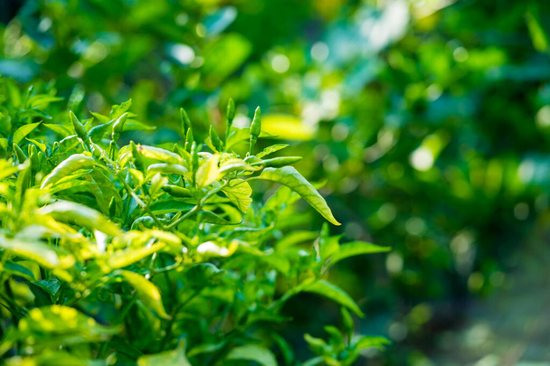 Green chili pepper plant on tree - 写真・画像