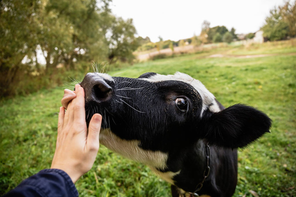 Once sunny autumn morning a young cow licks a hand on a beautiful meadow near the river close-up - 写真・画像