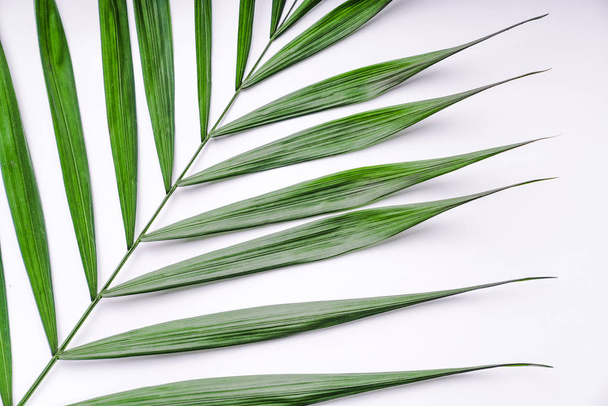 palmovou větev na bílém pozadí. makro - Fotografie, Obrázek