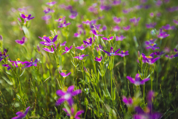 flores silvestres crescendo no prado
 - Foto, Imagem