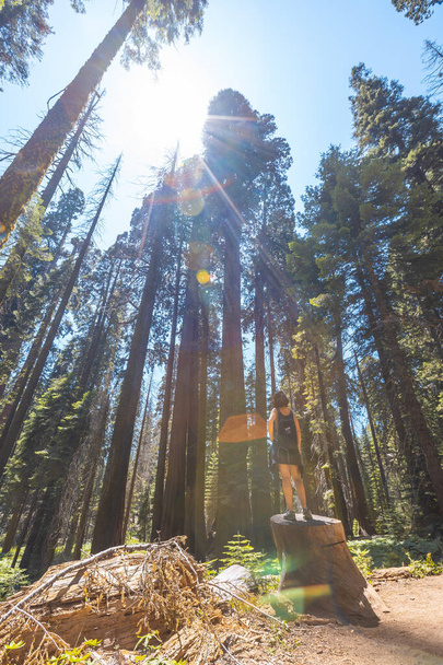woman at Sequoia National Park, the beautiful sequoias, California, United States - Foto, Bild