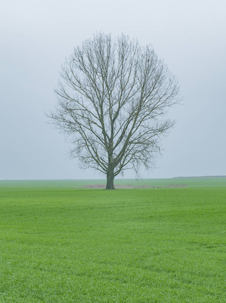 A lonely tree in the fog - Fotoğraf, Görsel