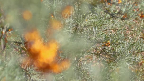rokitnik (Hippophae rhamnoides) z ostrzałem stojaka owoców 4k - Materiał filmowy, wideo