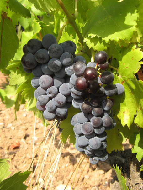 Горсть винограда - Фото, изображение